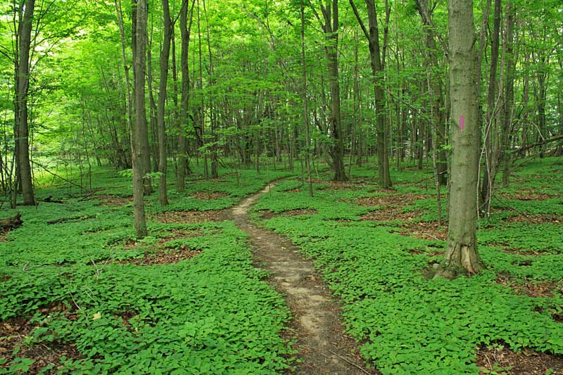 green point dunes hike